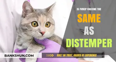 FVRCP vs. Distemper: Understanding the Difference in Cat Vaccines