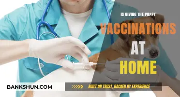 Can You Safely Administer Puppy Vaccinations at Home? A Guide