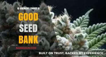 Is Growers Choice a Reliable Seed Bank? A Comprehensive Review