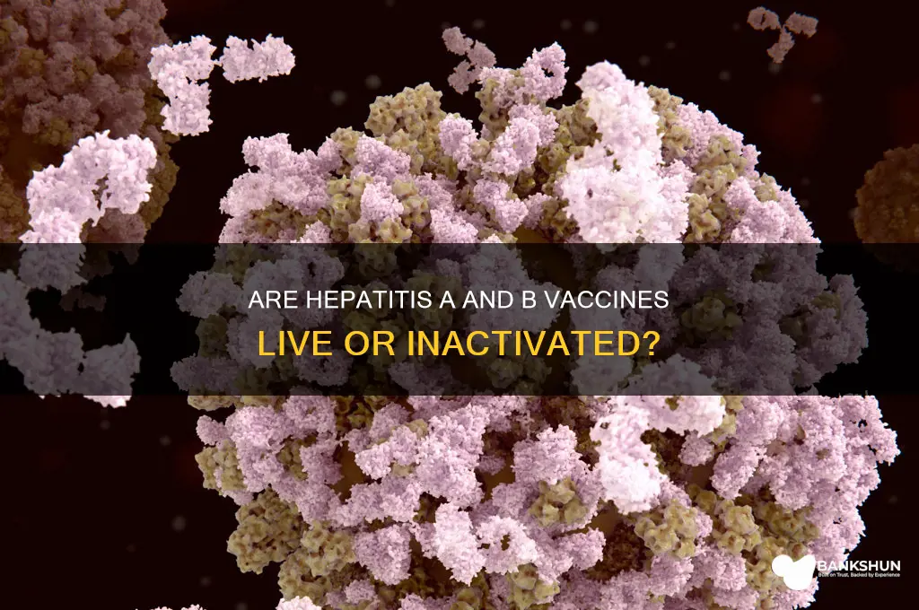 is hep a and b vaccine live