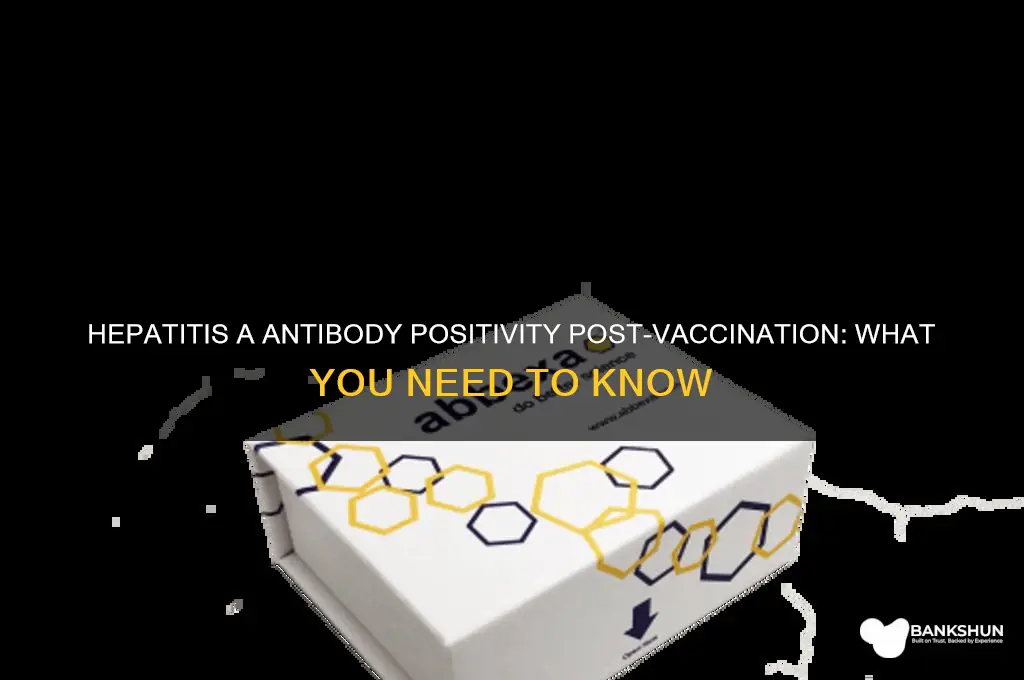 is hepatitis a antibody positive after vaccine