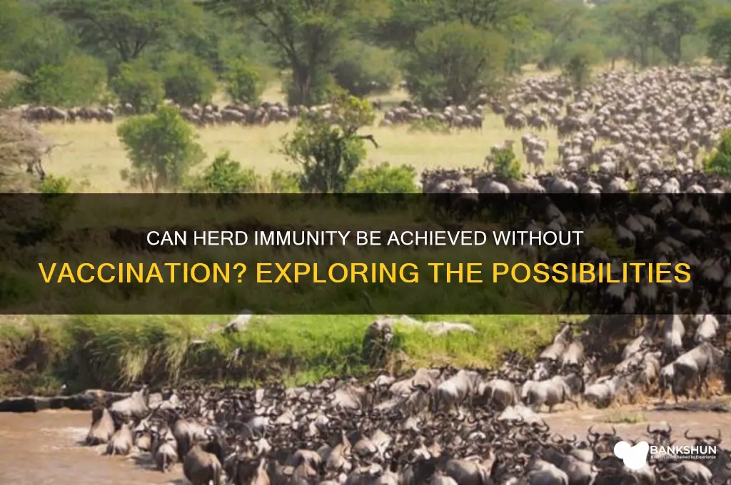 is herd immunity possible without a vaccine