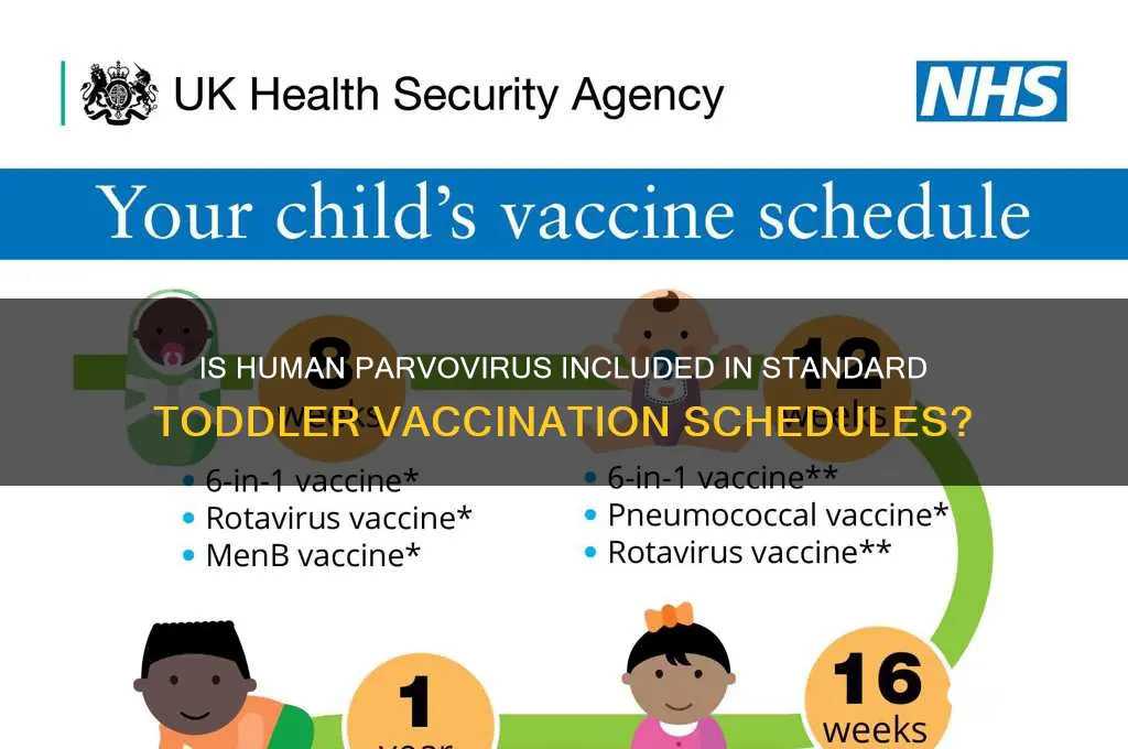 is human parvovirus a standard toddler vaccination