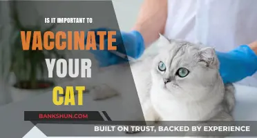 Why Vaccinating Your Cat is Crucial for Their Health and Longevity