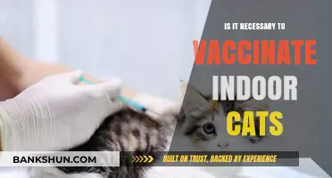 Indoor Cats and Vaccines: Essential Protection or Optional Care?