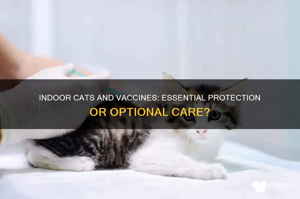 is it necessary to vaccinate indoor cats