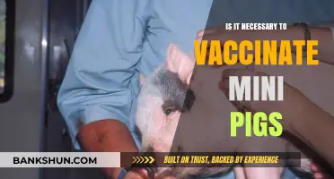 Should You Vaccinate Mini Pigs? Essential Health Considerations for Owners