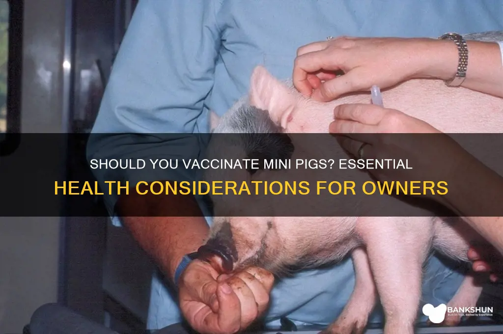 is it necessary to vaccinate mini pigs