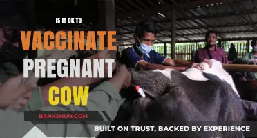 Vaccinating Pregnant Cows: Safety, Benefits, and Expert Recommendations Explained