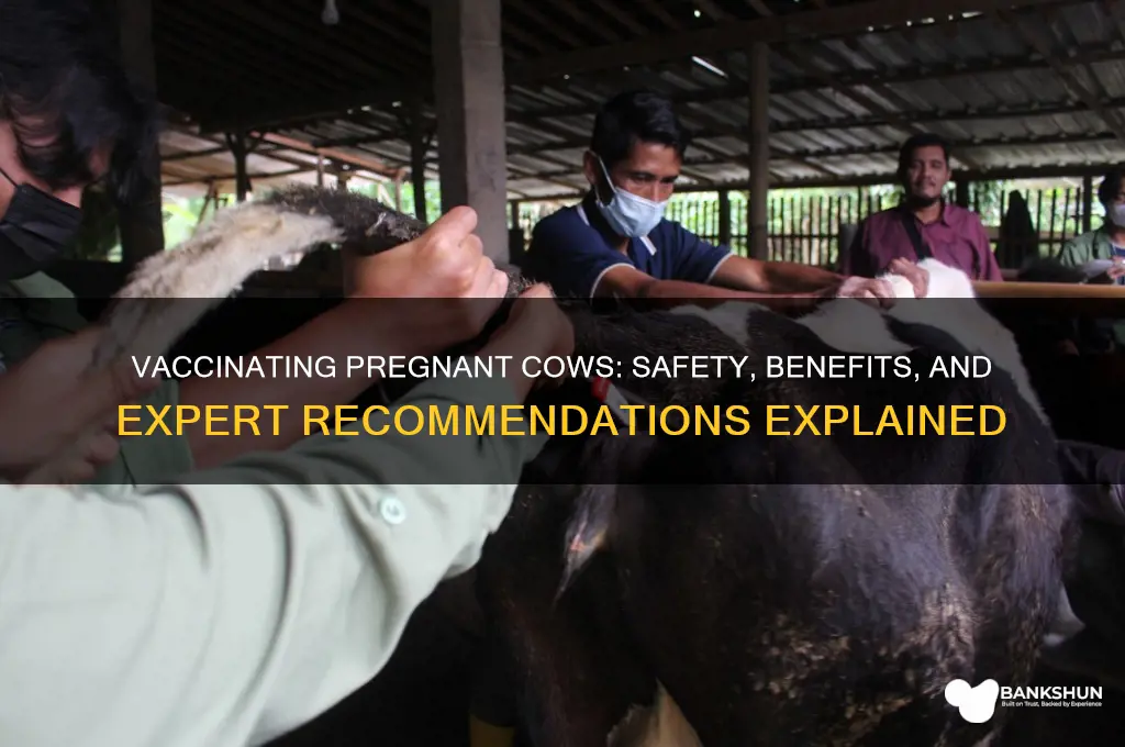 is it ok to vaccinate pregnant cow