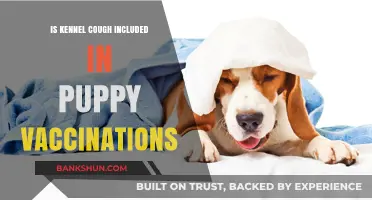 Kennel Cough and Puppy Vaccinations: What You Need to Know