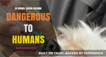 Is Kennel Cough Vaccine Safe for Humans? Facts and Risks Explained
