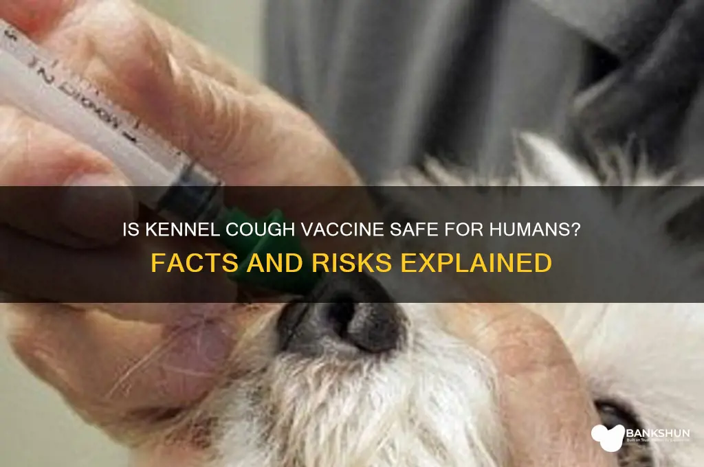 is kennel cough vaccine dangerous to humans