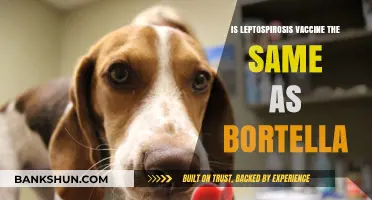Leptospirosis vs. Bordetella Vaccine: Understanding the Key Differences