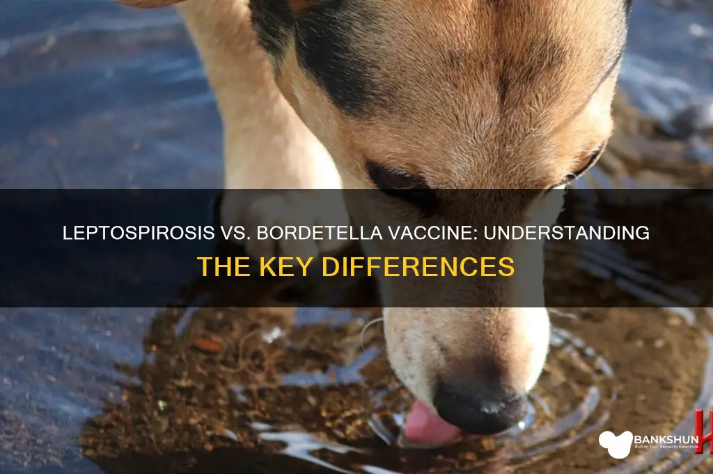 is leptospirosis vaccine the same as bortella