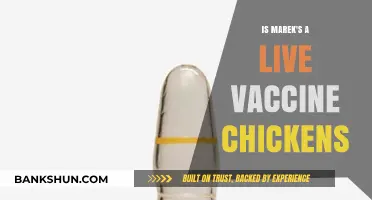 Is Marek's Disease Vaccine Live in Chickens? Facts and Insights