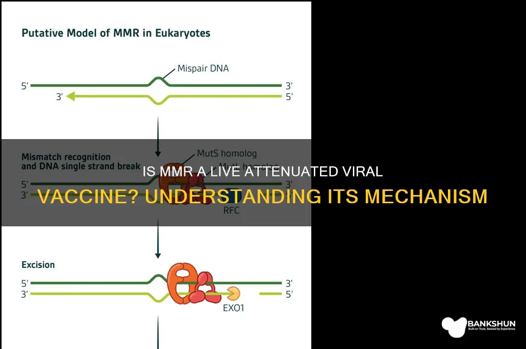 is mmr a live attentuated viral vaccine