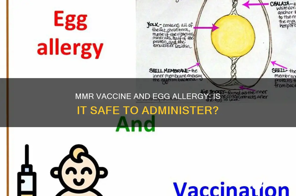 is mmr vaccine contraindicated in egg allergy