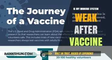 Post-Vaccine Immunity: Understanding Your Body's Defense After Vaccination
