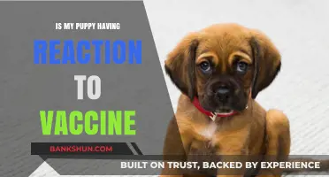 Puppy Vaccine Reactions: Signs, Symptoms, and When to Seek Help