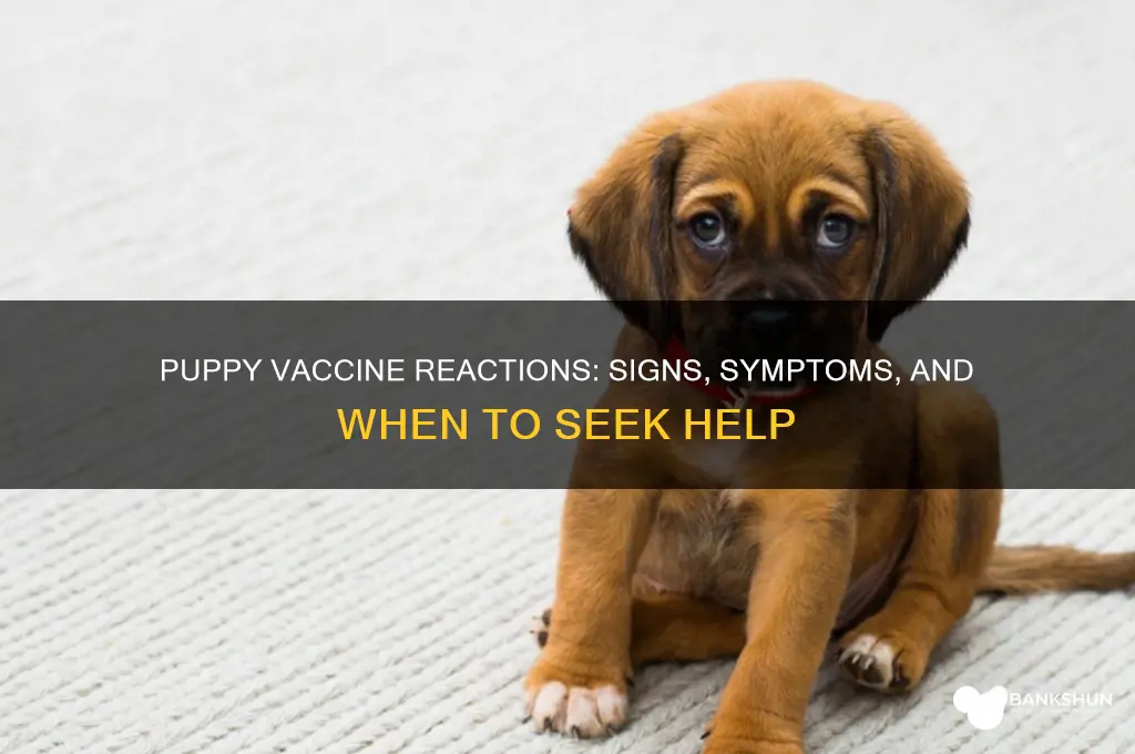 is my puppy having reaction to vaccine