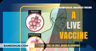 Is Pneumococcal Conjugate Vaccine Live? Understanding Its Composition