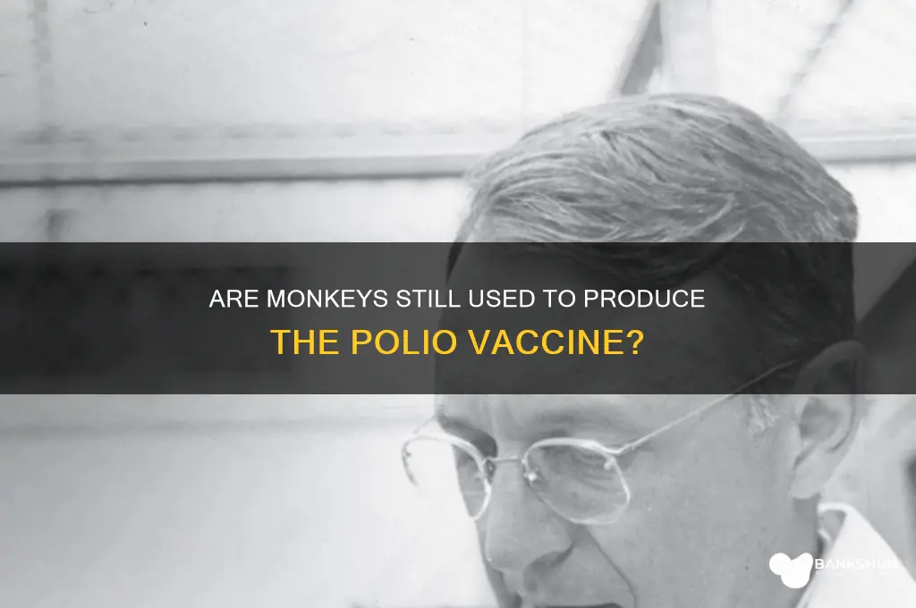 is polio vaccine still made from monkeys