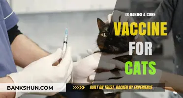 Is Rabies a Core Vaccine for Cats? Essential Insights for Pet Owners