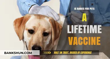 Rabies Vaccine for Pets: Lifetime Protection or Regular Booster?