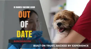 Is Expired Rabies Vaccine Still Effective? Risks and Considerations