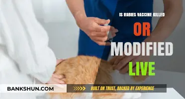 Rabies Vaccine: Killed or Modified Live? Understanding the Difference