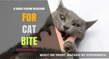 Is Rabies Vaccine Essential After a Cat Bite? Expert Insights