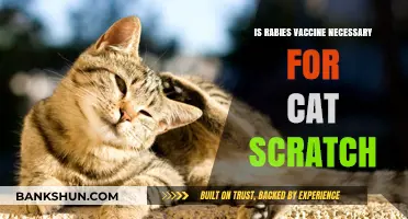 Is Rabies Vaccine Essential After a Cat Scratch? Expert Insights