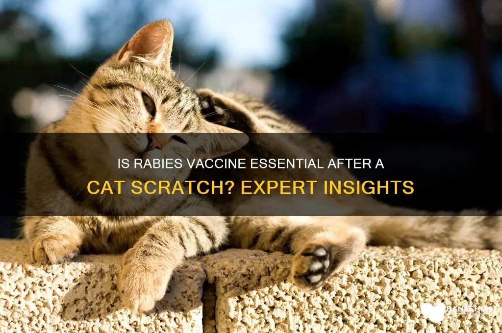 is rabies vaccine necessary for cat scratch