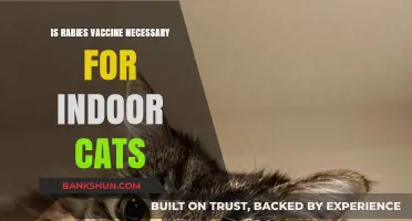 Is Rabies Vaccine Essential for Indoor Cats? Expert Insights