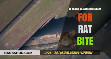 Is Rabies Vaccine Essential After a Rat Bite? Expert Insights