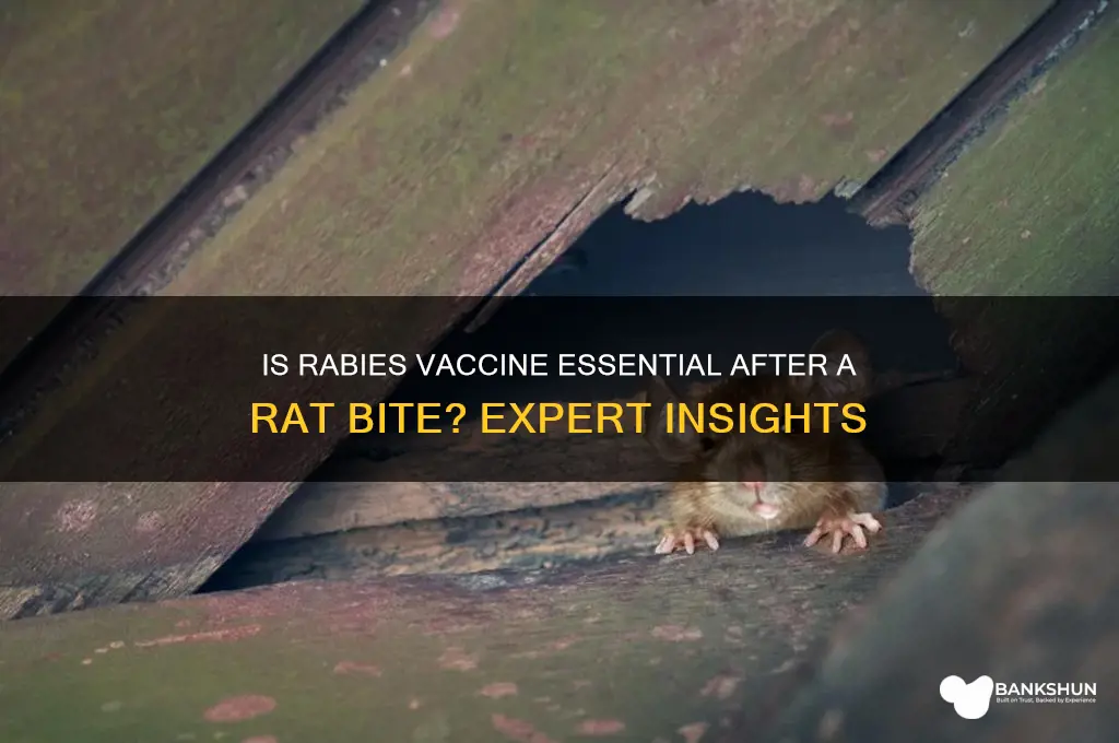 is rabies vaccine necessary for rat bite