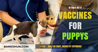 Solo Jet 6 Vaccines: Essential Puppy Health Protection Guide
