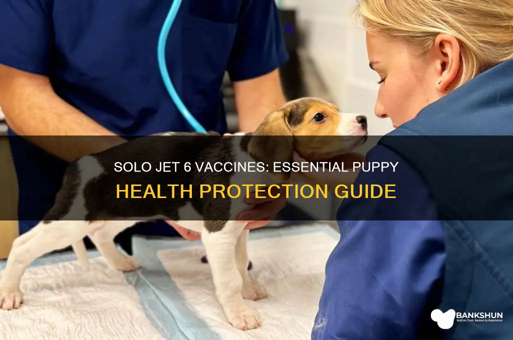 is solo jet 6 vaccines for puppys