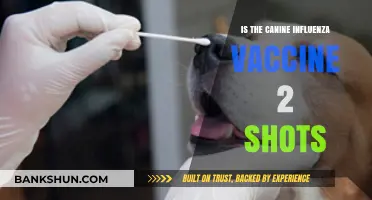 Canine Influenza Vaccine: Understanding the Two-Shot Protocol for Dogs