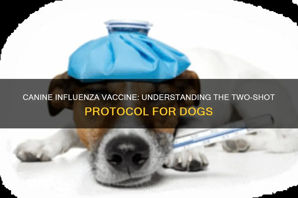 is the canine influenza vaccine 2 shots