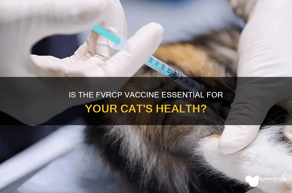 is the fvrcp vaccine necessary for cats