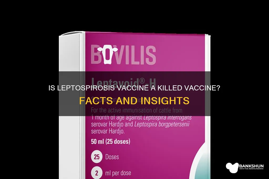 is the leptospirosis vaccine a killed vaccine