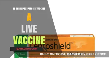 Is Leptospirosis Vaccine Live? Understanding Its Composition and Safety