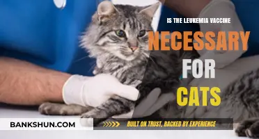 Leukemia Vaccine for Cats: Essential Protection or Optional Care?