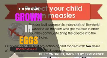 MMR Vaccine and Eggs: Unraveling the Production Process