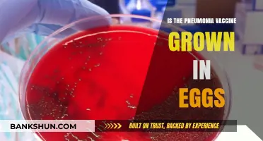 Pneumonia Vaccine and Egg-Based Production: What You Need to Know