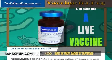 Is the Rabies Vaccine Live? Understanding Its Composition and Safety