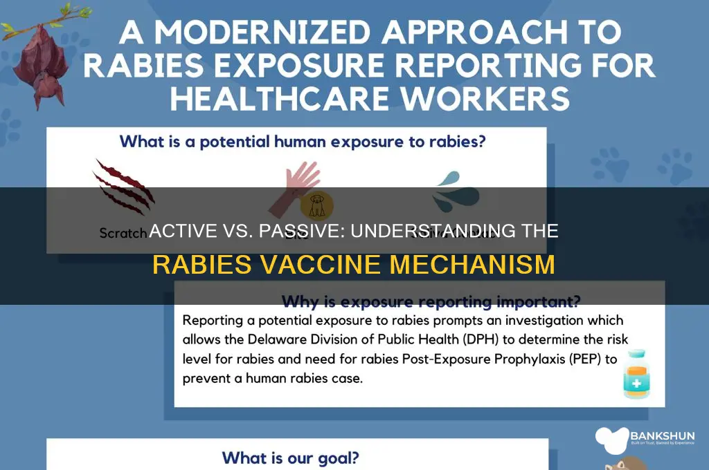 is the rabies vaccine active or passive