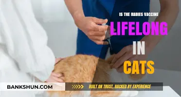 Rabies Vaccine in Cats: Lifelong Protection or Regular Booster Needed?